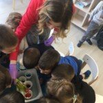 Mali hemicari Mali hemicari