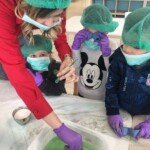 Mali hemicari Mali hemicari